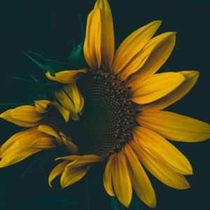 Meet your Posher, Maccy